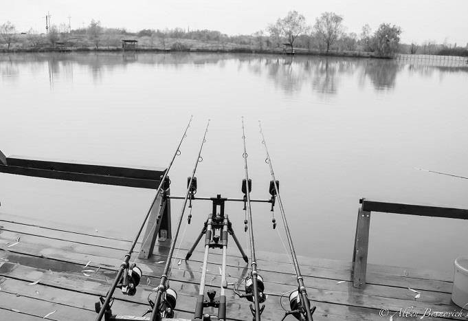 Promotie la lansetele de crap Shimano Beastmaster BX